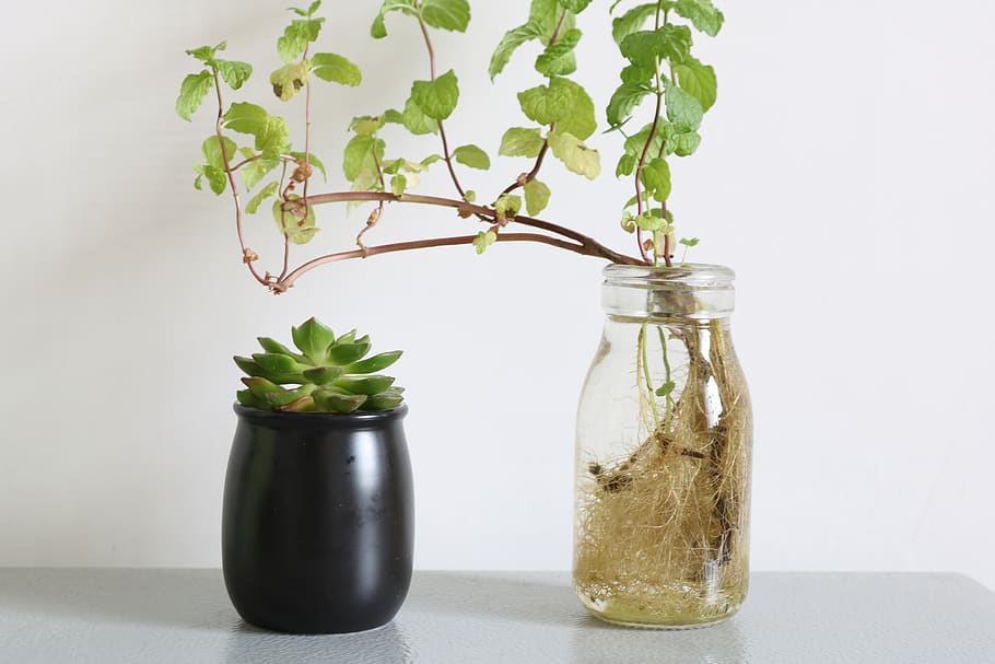 succulent plant on black pot, jar, vase, flower, flower arrangement