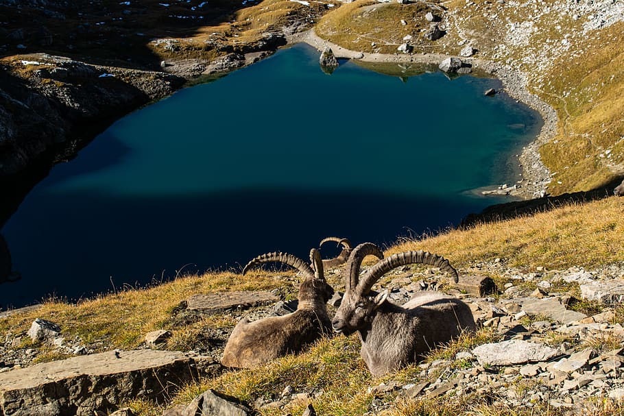 Two Mountain Goats Sitting on a Green Grass Covered Slope Near Blue Lake HD wallpaper