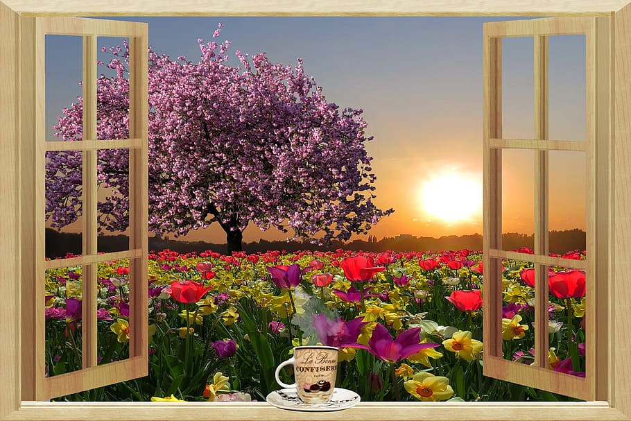 window, fresh, flower, nature, fragrance, garden, blooming HD wallpaper