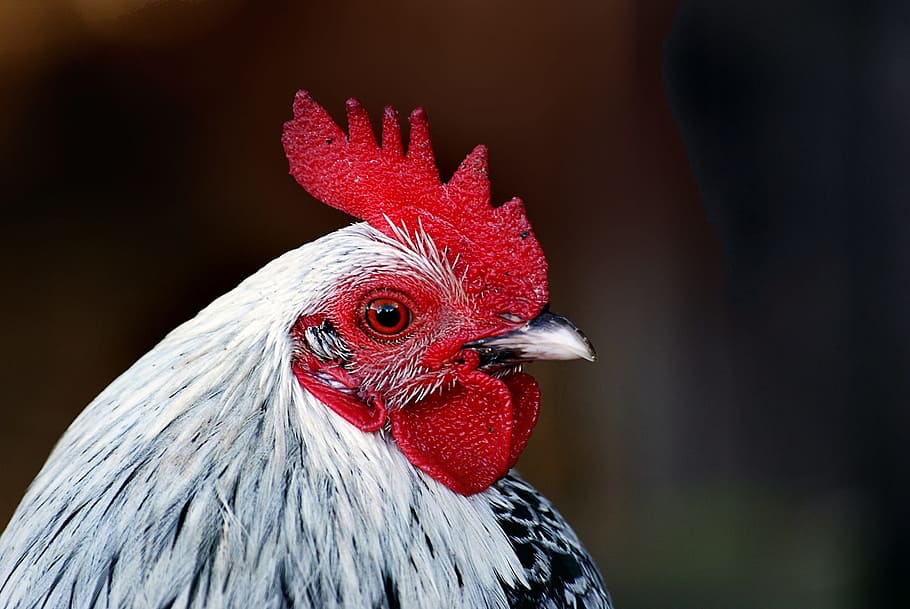 close, closeup, hen, bird, animal, chicken, nature, chicken - bird HD wallpaper