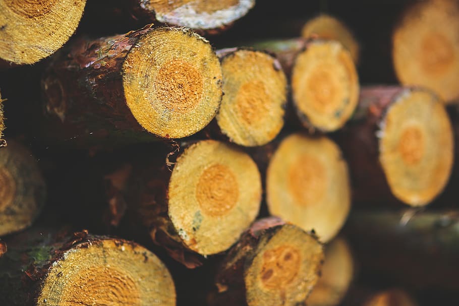 Wood, color, cut, energy, fire, flora, food, forest, fruit, health HD wallpaper