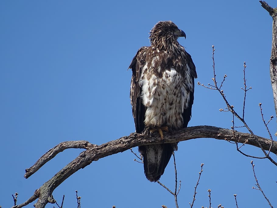 eagle, tree, sky, bird, animals in the wild, animal wildlife HD wallpaper
