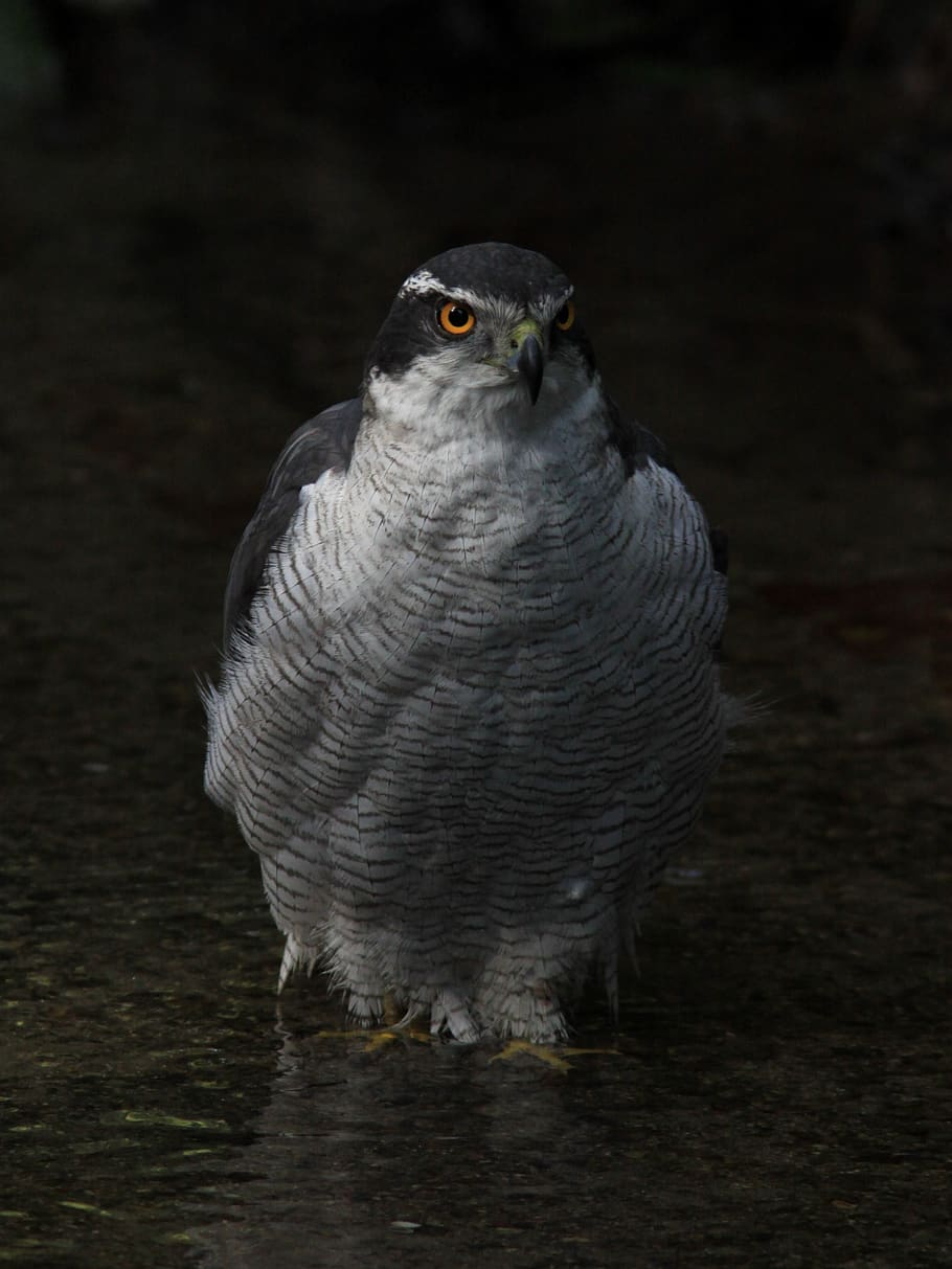 falcon, hawk, wildlife, bird, feather, wings, hunter, strength HD wallpaper