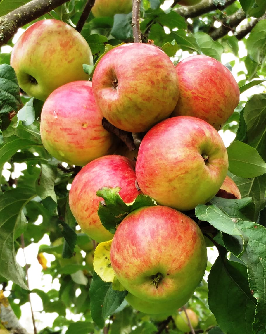 red, apple, tree, fruit, healthy, delicious, fresh, eat, nature HD wallpaper