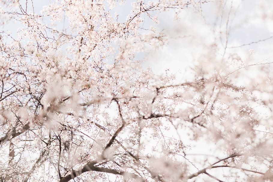 white-petaled flowers, tree, blossom, flowering plant, branch HD wallpaper