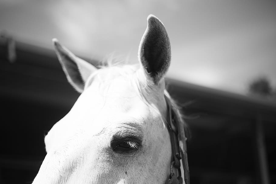 white horse, animal, animal themes, mammal, one animal, domestic animals HD wallpaper