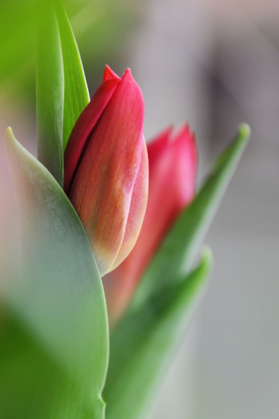 tulips, flowers, summer, spring, plant, plants, pink, red, green HD wallpaper