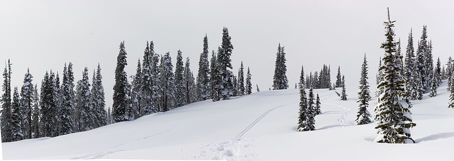 snowy mountain side, plant, tree, outdoors, nature, abies, fir HD wallpaper