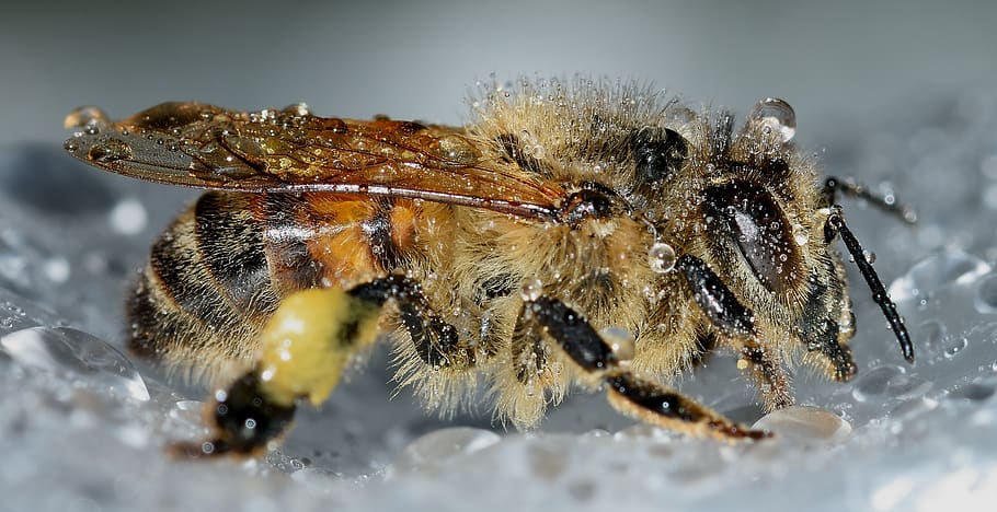 Yellow Bee, animal, close-up, dew, drops, hymenoptera, insect HD wallpaper