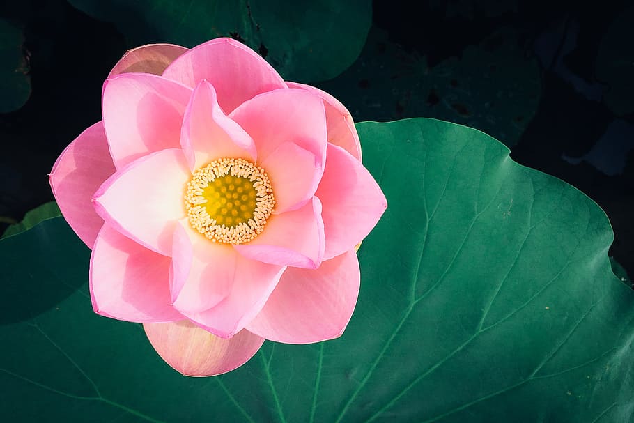 closeup photo of pink petaled flower, summer, oriental, background HD wallpaper