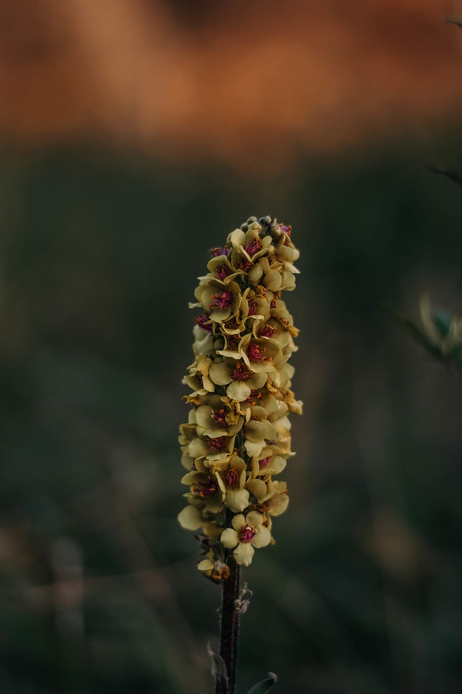 plant, growth, beauty in nature, close-up, focus on foreground HD wallpaper