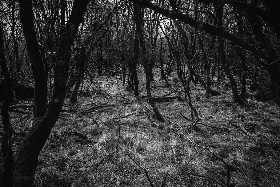 leafless trees, plant, land, forest, tranquility, no people, nature HD wallpaper