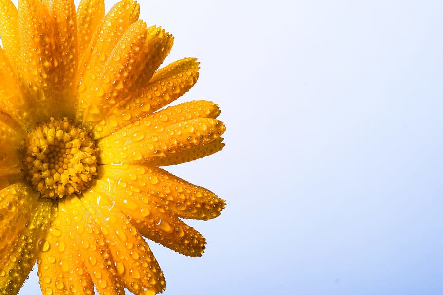 background, beautiful, blooming, blossom, daisy, flora, floral HD wallpaper