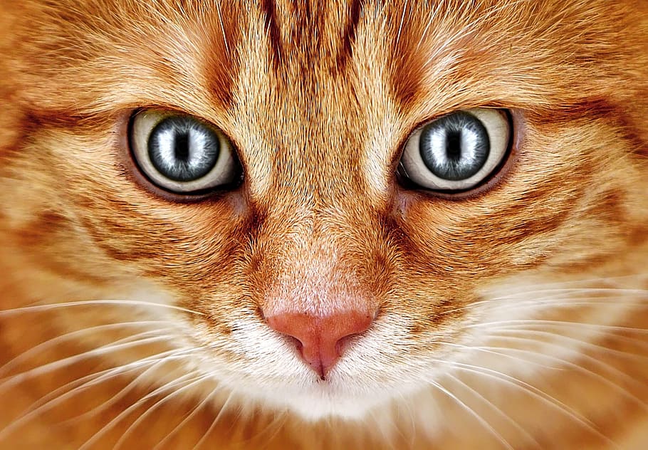 bad look, cat, red, mackerel, eyes, funny, pet, domestic cat HD wallpaper