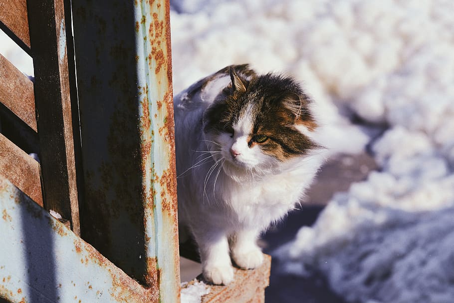 white cat, domestic cat, feline, pets, mammal, domestic animals HD wallpaper