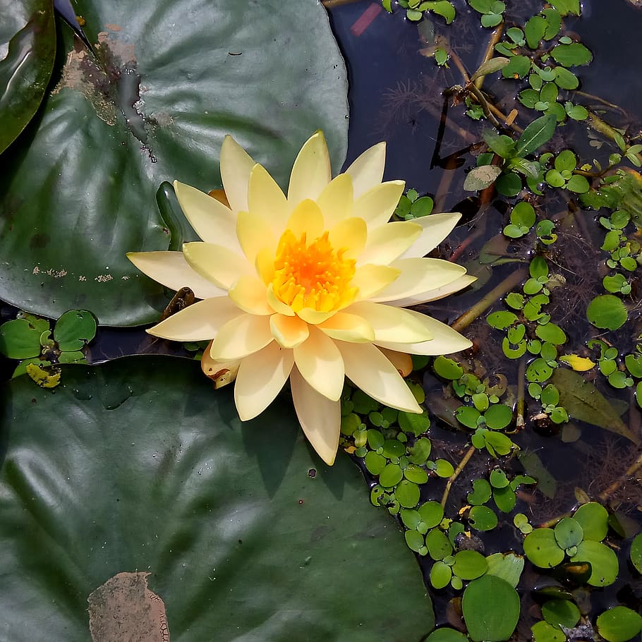 indonesia, cibodas, leaf, beauty in nature, plant part, flower HD wallpaper