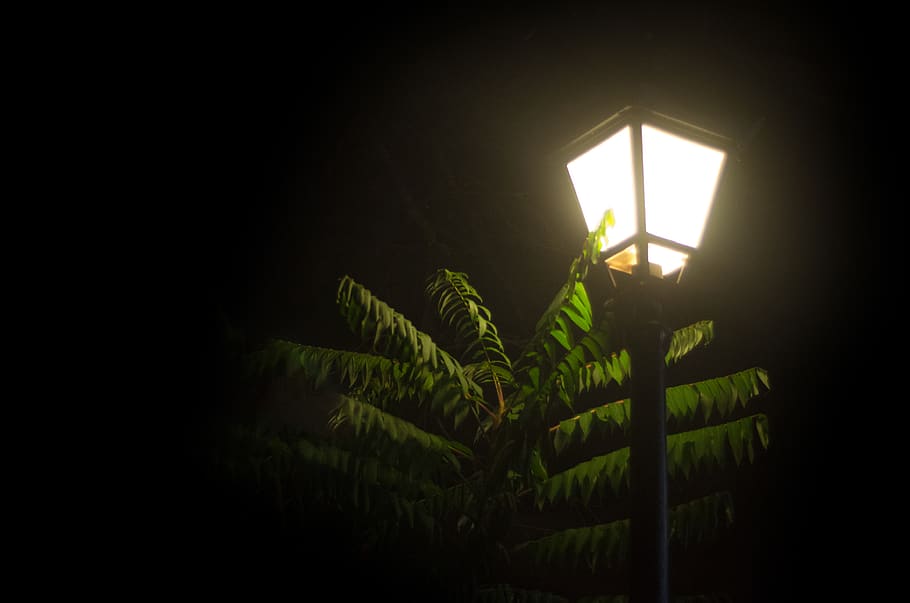 night, plant, lantern, light, illuminated, dark, lighting equipment HD wallpaper