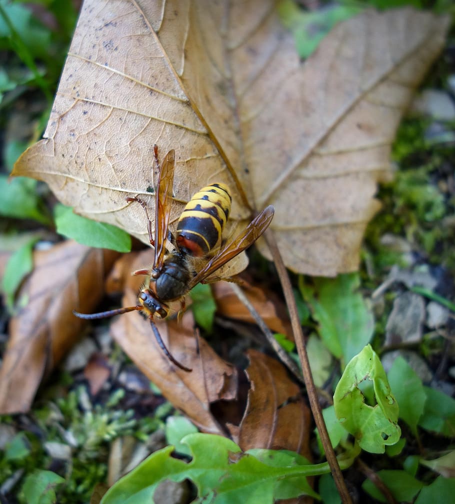 bee, hornet, wasp, insect, forest floor, leaf, macro, closeup, HD wallpaper