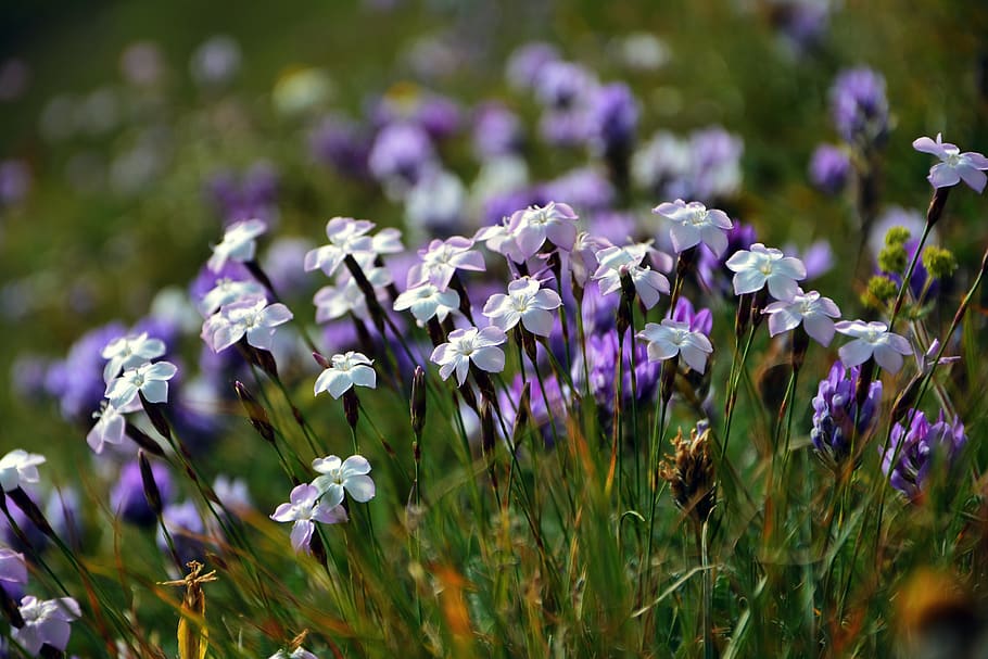 purple flowers, decorative, spring, plant, nature, summer, beauty HD wallpaper