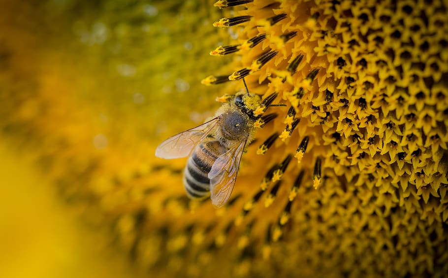 Macro Photography of a Bee, blur, close-up, flower, focus, honey HD wallpaper