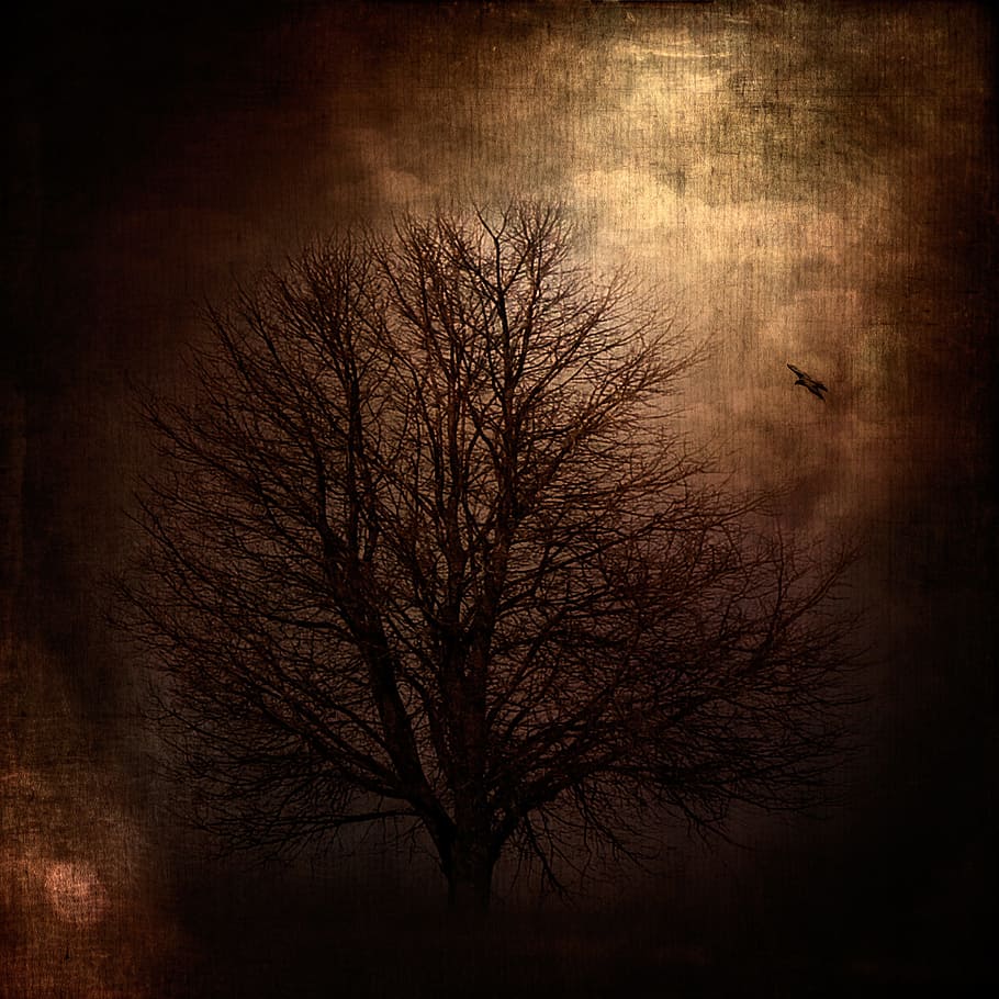 tree, wood, fire, landscape, bare tree, no people, night, branch HD wallpaper