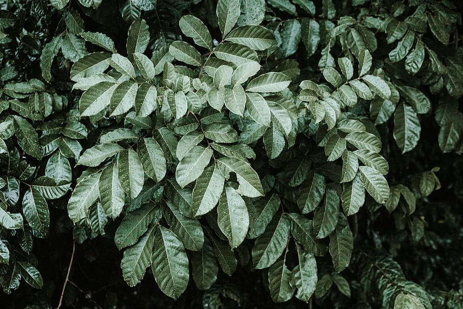 green leaf plant during daytime, growth, plant part, green color HD wallpaper