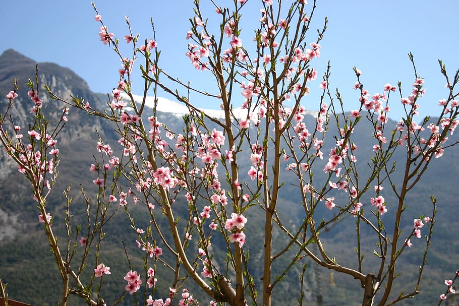 spring, flowers, mountain, nature, tree, bloom, rosa, growth HD wallpaper