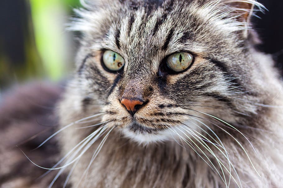 cat, kitten, pet, animals, fur, portrait, cats, mammal, animal themes HD wallpaper