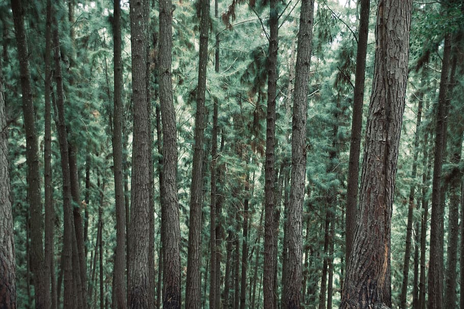 trees, forest, woods, nature, plant, trunk, tree trunk, woodland HD wallpaper