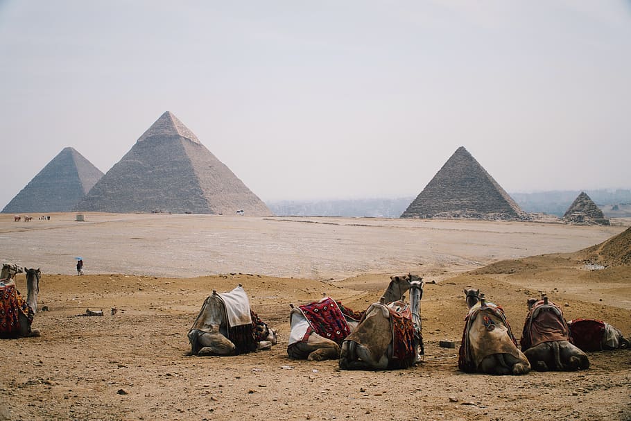 five camel sitting on ground, pyramid, architecture, building HD wallpaper