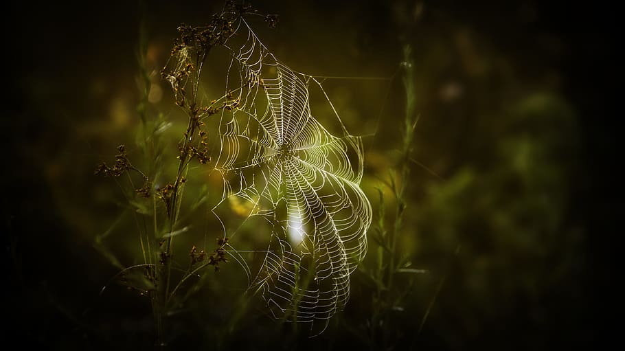 Close-up Photography of Spiderweb, blur, bokeh, cobweb, color HD wallpaper