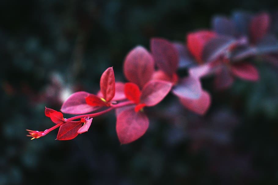 leaf, red, nature, autumn, green, garden, colorful, maple, plant HD wallpaper
