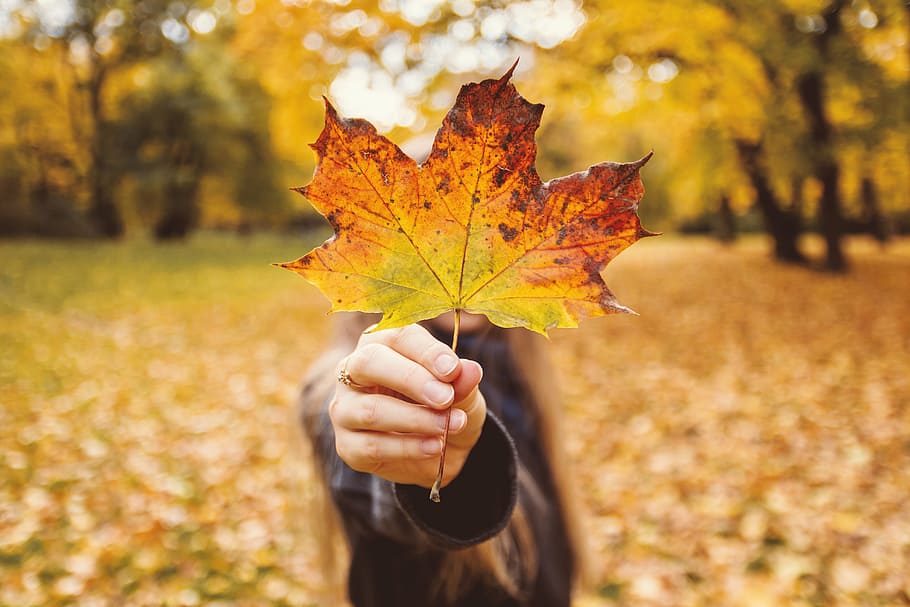 Girl in her hand holding a leaf in autumn, plant part, human hand HD wallpaper