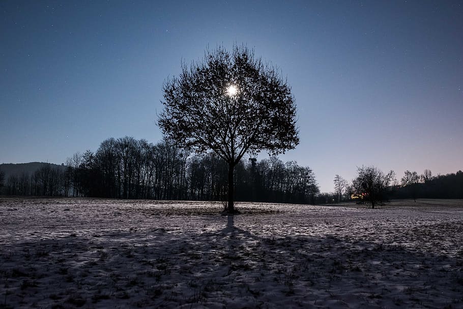 nature, tree, outdoors, ground, plant, night, moon, sky, forest HD wallpaper