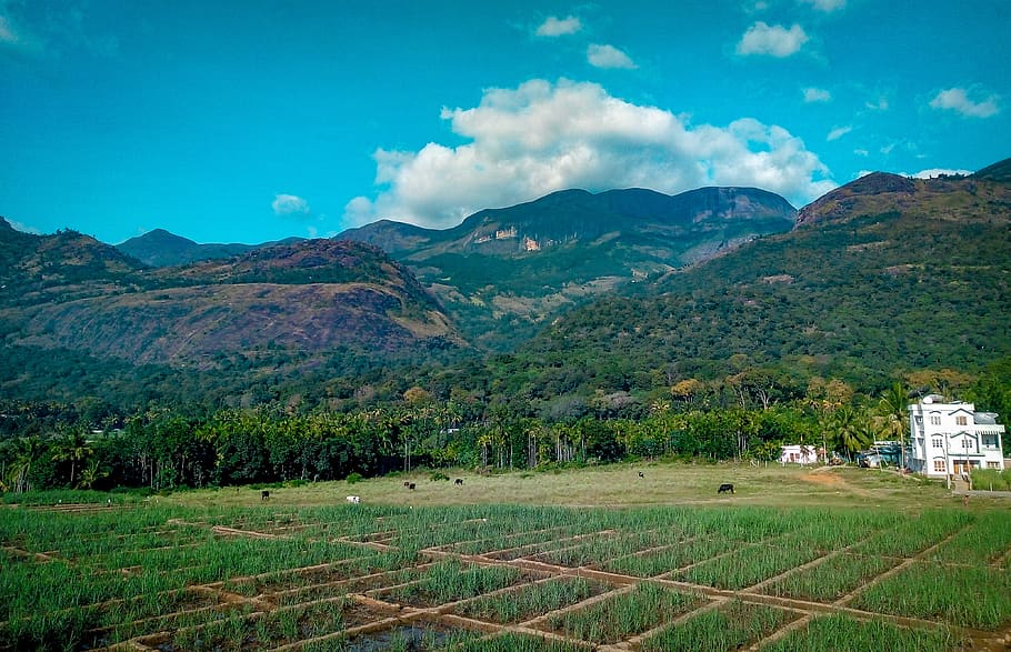 Rice Field Near Mountain at Daytime, blue sky, clouds, cows, cropland HD wallpaper