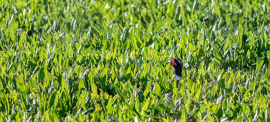 pheasant, hidden, meadow, grass, green, nature, species, bird HD wallpaper