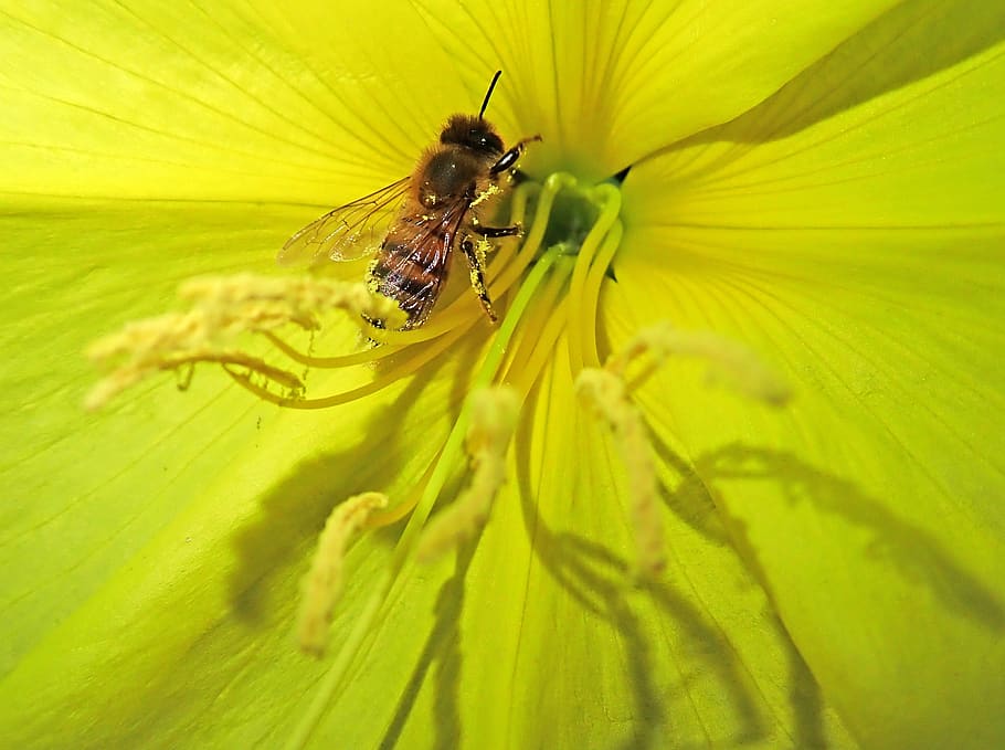 bee, insect, evening primrose, flower, garden, nature, animal HD wallpaper