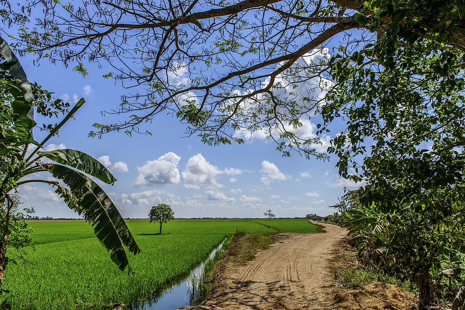 landscape, sun, trees, plant, growth, sky, beauty in nature HD wallpaper