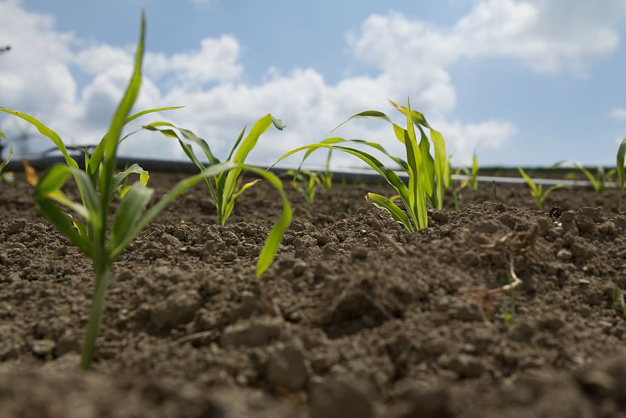 corn, field, clouds, earth, agriculture, growth, plant, green color HD wallpaper