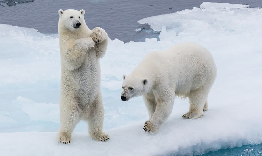 two polar bears, snow, cold temperature, winter, animal themes HD wallpaper