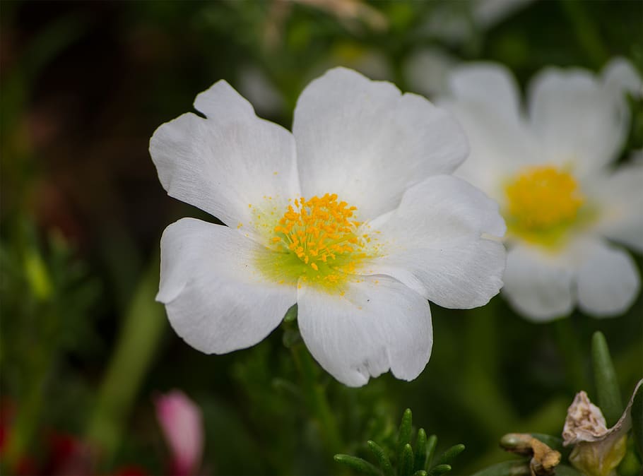 flower, nature, petals, spring, summer, flora, bloom, white flower HD wallpaper