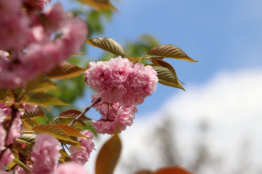 spring, spring flowers, nature, plants, season, garden, flowering HD wallpaper