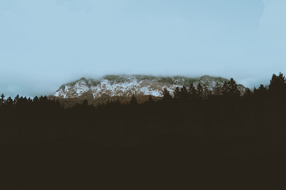 tree, nature, mountain, scenery, landscape, mist, sky, cloud HD wallpaper