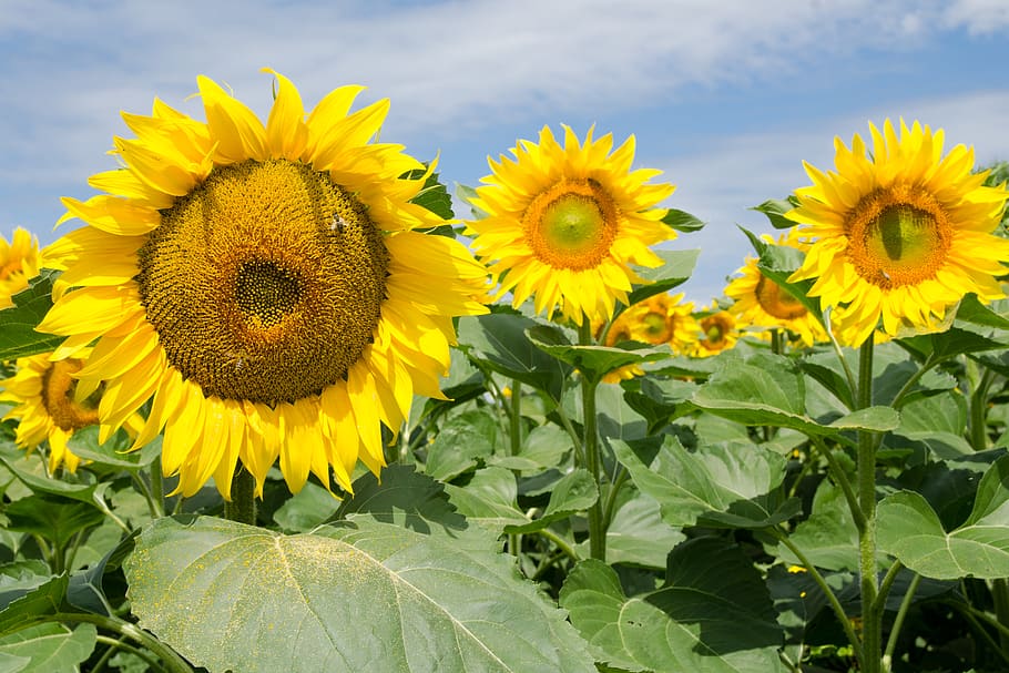 Sunflowers during daytime, flowering plant, yellow, freshness HD wallpaper