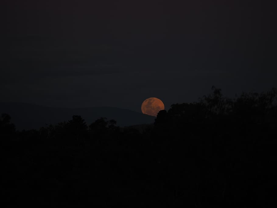 moon, moonrise, night, full moon, sky, tree, silhouette, beauty in nature, HD wallpaper