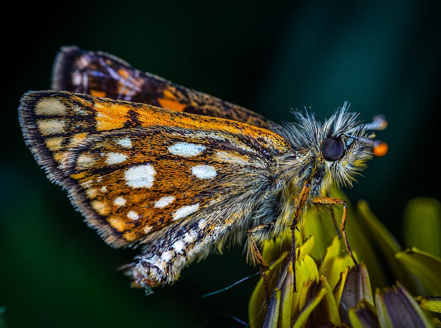 Macro Photo Of Butterfly, close-up, insect, lepidoptera, little HD wallpaper