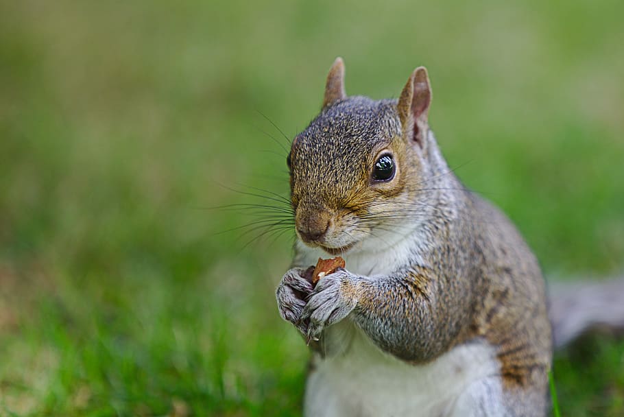 squirrel, nut, nager, brown, mammal, possierlich, tail, animal themes HD wallpaper