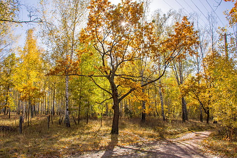 Sunny autumn forest. Oak with yellow leaves stands in the background of the forest near the road against a blue sky and bright sun HD wallpaper