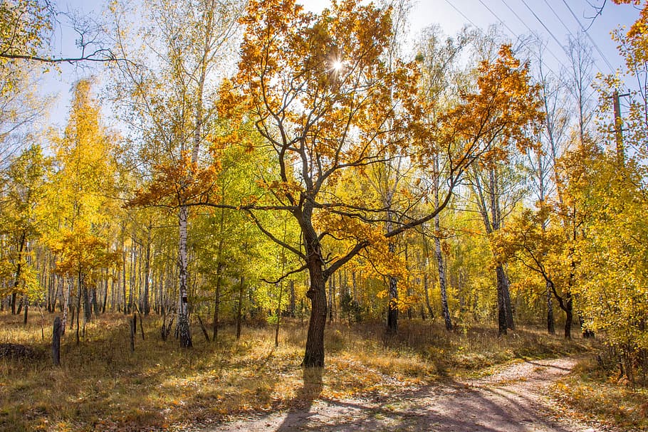 Sunny autumn forest. Oak with yellow leaves stands in the background of the forest near the road against a blue sky and bright sun HD wallpaper
