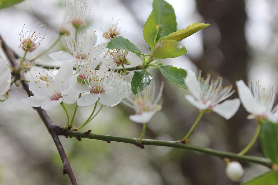 spring, flower, bloom, macro, botanic, garden, tree, greens HD wallpaper